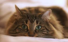 Grey cats have a variety of shades, from palest grey to almost black. 100 Brown Cat Names Choose The Best Name For A Brown Kitten Petpress