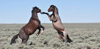 There are two states in this mix for this location since the assateague islands are part of both virginia and maryland. Wild Horses Are Again Losing Their Home On The Range The Atlantic