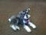 Black Silver Miniature Schnauzer Puppy