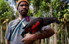 Pictures and information on pesquet's parrot. More Dead Than Alive Harvest For Ceremonial Headdresses Threatens Vulnerable Parrot Species In Papua New Guinea Newsroom