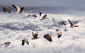 Free Images Birds In Flight Download Free Birds Wallpapers Amazing Collection Of Full Screen Birds Hd Wallpapers At 1024x768 1280x1024 And 128 Bird Migration Birds Flying Bird Wallpaper