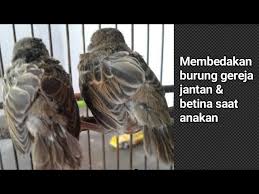 Maybe you would like to learn more about one of these? Ciri Burung Gereja Jantan