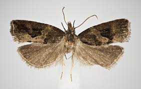 Image result for Acanthopale pubescens