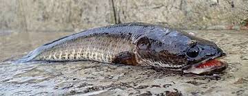 台灣淡水頂尖殺手，黑麻麻的魚虎 channa micropeltes 此次釣獲體長為90cm 小盾鱧（學名：channa micropeltes）又稱魚虎，是台灣. é­šè™Ž æ³°åœ‹é±§é­šçš„é‡£æ³• é¢¨é›ªäº­ ç—žå®¢é‚¦