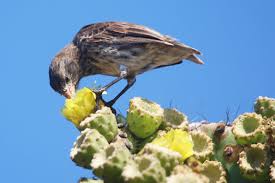 This mismatch may happen if, for example, a cactus finch takes over a. Darwin S Finches Fascinating And Quirky Creatures