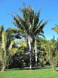 Attalea Speciosa Palmpedia Palm Grower S Guide Attalea speciosa — babassu scientific classification kingdom: attalea speciosa palmpedia palm