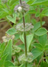 Image result for Ocimum fimbriatum