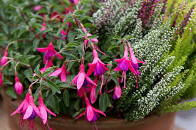 Fuchsia is a big sister deer villager in the animal crossing series. Fuchsias For Pots And Containers Bbc Gardeners World Magazine