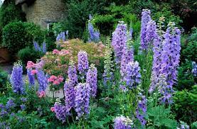 Growing Delphiniums Planting Caring For Perennial Delphinium Garden Design