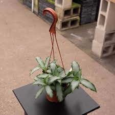 Image result for Murdannia stricta