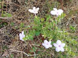 Image result for Barleria sp. D (near holubii)