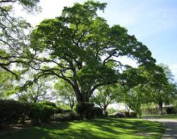 Plant a row along your driveway or just one as a focal point in your front yard. Best Shade Trees To Plant In Jacksonville Lawnstarter