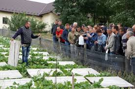 Павловния отличается очень высокой скоростью роста. V Odesskoj Oblasti Poyavilas Plantaciya Bystrorastushih Derevev Iz Drevesiny Delayut Mebel I Sportinventar A Vetki Idut Na Biotoplivo Foto Novosti Odessy