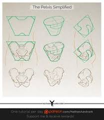 140 Pelvis Ideas Anatomy Drawing Figure Drawing Anatomy Art The rib cage and pelvis can each bend, flex and twist independently of one another, allowing for interesting this image has tilt lines on it, that clearly establish the angle of both torso and pelvis. 140 pelvis ideas anatomy drawing