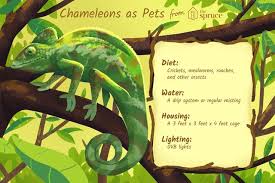 How Do You Care For Pet Chameleons Chameleon Pet Chameleon Care Chameleon Enclosure