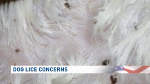 Image result for what do lice look like in dog fur
