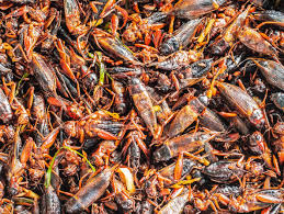 Live crickets are a staple in the diet of bearded dragons. Save The Lemurs Eat The Crickets Wired