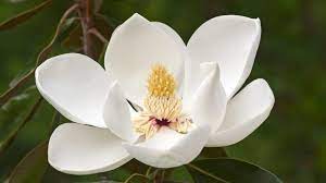 We did not find results for: Top 10 Flowering Trees