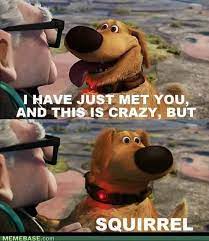 You should have bought a squirrel movie quote? Squirrel Up Movie Quotes Quotesgram