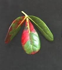 Image result for Rhoicissus revoilii