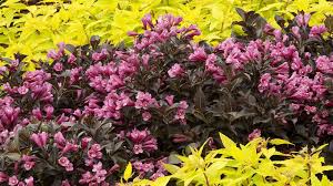 I just planted my monet weigela dwarf. In Bloom Weigela