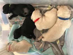 Barnestone Standard Poodles