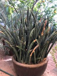 Image result for Sansevieria hallii