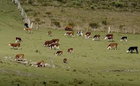Resultado de imagen de campo natural