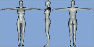 Female anatomy includes the external genitals, or the vulva, and the internal reproductive organs. Basic Model Of Female Body Presented In Frontal Profile And Back Views Download Scientific Diagram