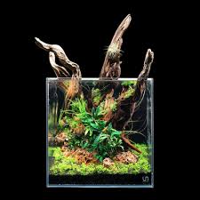 Nano Aquascape Akuarium Foto Alam Taman Miniatur