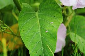 Image result for Ipomoea carnea