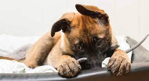 The name you give your animal has to be perfect! Puppy Names 350 Amazing Ideas From The Happy Puppy Site