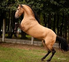The andalusian horse lives in the iberian peninsula from thousands of years and a district's horse andalusian or pure spanish horse (pura raza espanola) is one of europe's oldest horse breeds. Dream Horse Page 71 Howrse