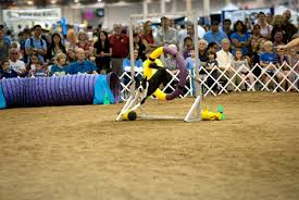 Dog agility course
