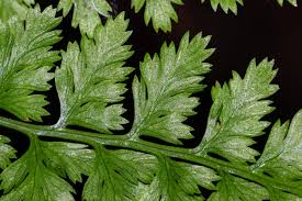 Image result for Athyrium schimperi