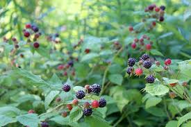 Even our wild blackberries have been bitter the last few years??i think it might have something to do with the weather. Taming Wild Black Raspberries