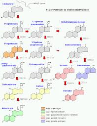 Steroidogenesis