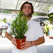 Image result for Euphorbia tirucalli