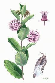 Asclepias Syriaca Common Milkweed Silkweed Milkweed Pfaf Plant Database