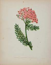 Wood Engravings Flower Prints Items In Historical Prints Store On Ebay Pollinator Plants Flowers Heron Tattoo