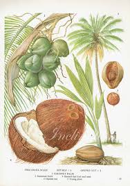 Coconut Fruit Chart Food Botanical Kitchen Illustration Palm Etsy In 2020 Botanical Illustration Botanical Prints Botanical Art