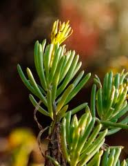 Image result for Philyrophyllum schinzii