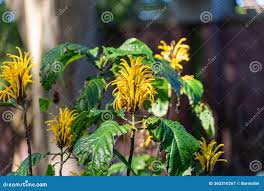 Image result for Justicia aurea