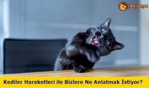 Kedilerin Beden Dili Ve Anlamlari Petipanya