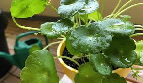 水陸両用植物 ウォーターマッシュルーム をビオトープに植えよう Lovegreen ラブグリーン