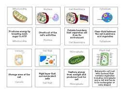 Plant And Animal Cell Organelles Memory Game Plant And Animal Cells Cell Organelles Animal Cell Organelles