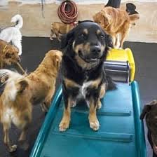 Polish your personal project or design with these all american pet resorts rochester hills transparent png images, make it even more personalized and more attractive. Dog Boarding Pet Resort St Clair Shores Eastpointe Mi Daycare