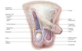 It lies between the chest and the pelvis holding many of the bodys organs. Male Anatomy Groin Area Anatomy Drawing Diagram