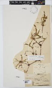 Image result for Geigeria schinzii