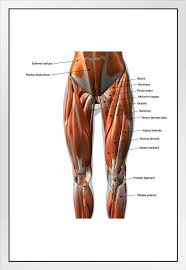 The bones provide a structural framework and protection to the soft organs. Amazon Com Female Anterior Leg Muscles Labeled Educational Chart Cool Huge Large Giant Poster Art 36x54 Posters Prints